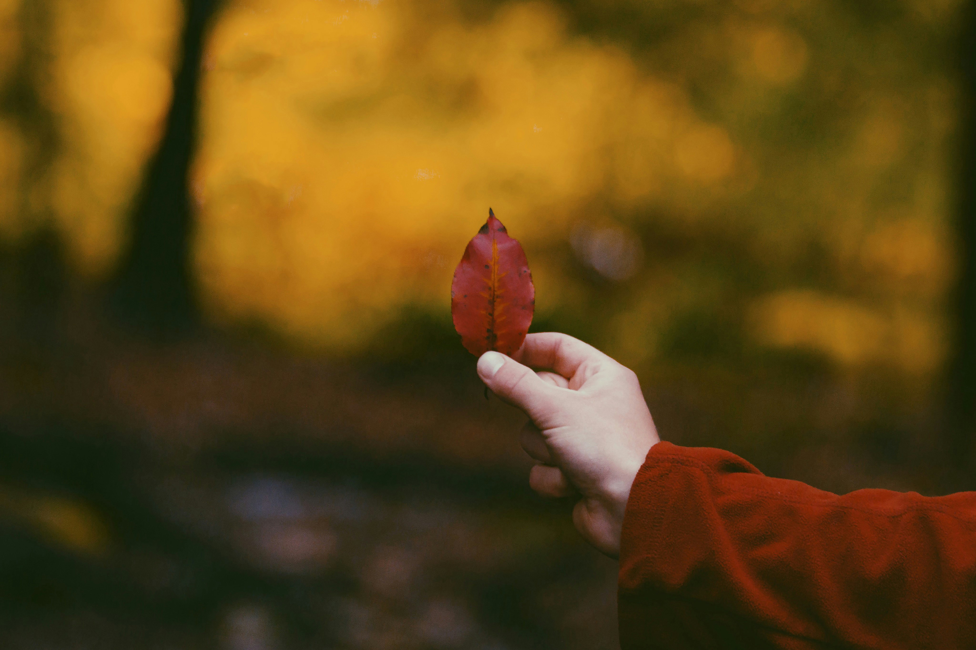 person holding red leaf